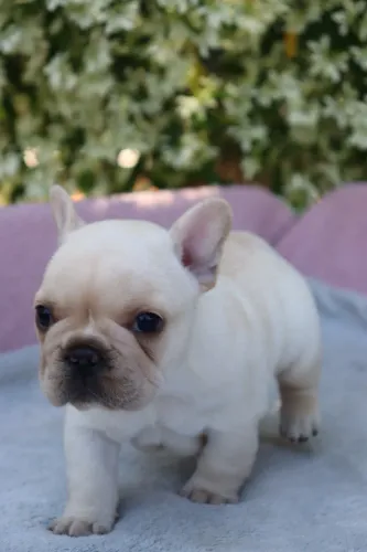 Bulldog Francês NÃO EXÓTICO 