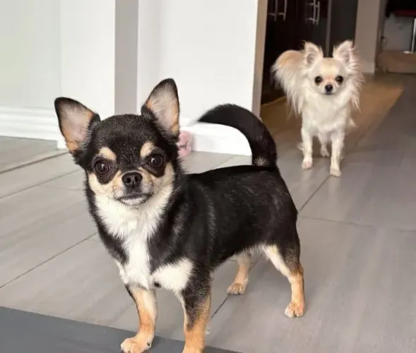CHIHUAHUA FÊMEA PELO LONGO LEIA O ANUNCIO