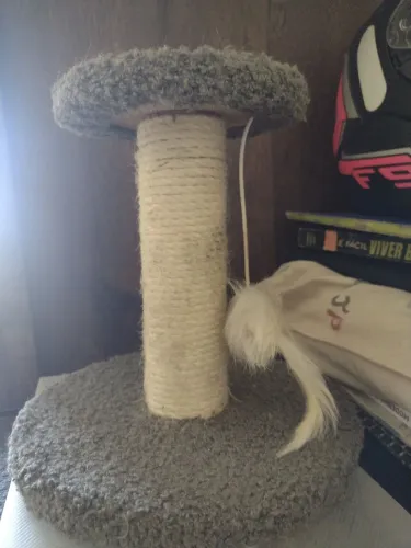 Arrasanhador para gatos