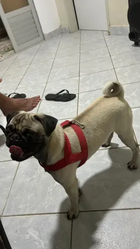 Vendo cachorro Pug