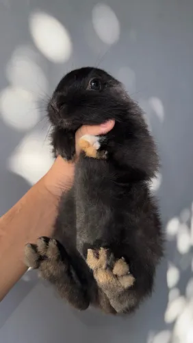 Coelhos