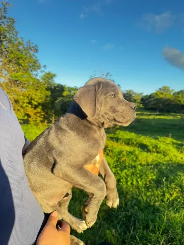 Filhotes de Cane Corso Italiano 
