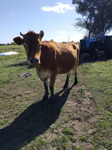 Vacas Jersey