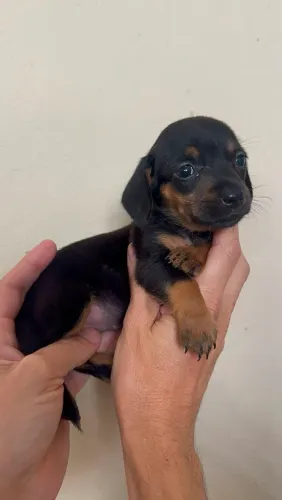 Lindos salsichinhas(dachshund)