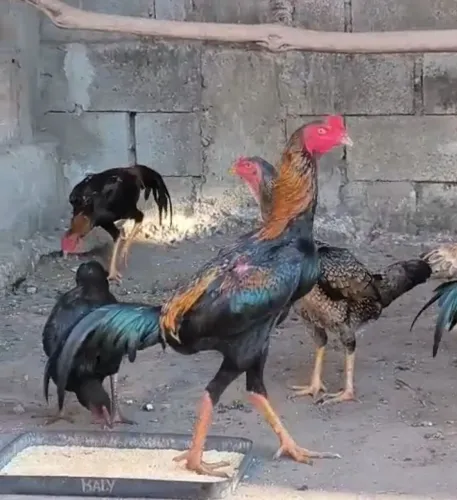 Mura Brasileiro trancados nas costas