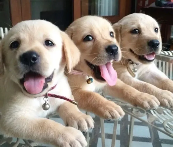 Labrador ¿ filhotes maravilhosos vão te encher de lambeijo