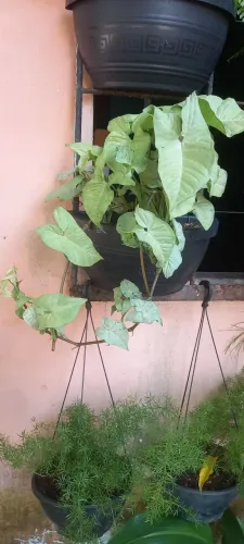 Planta Syngonium