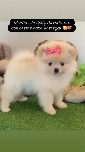 Spitz Alemão machos e fêmeas disponíveis para entrega.