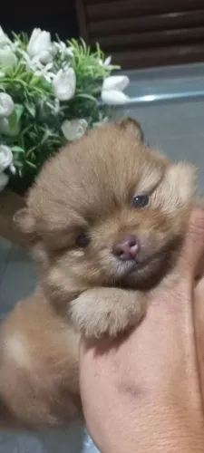 Spitz alemão anão