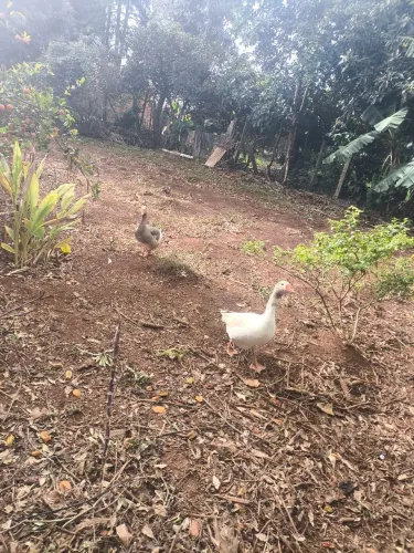 Casal de ganso