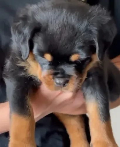 FILHOTES DE ROTTWEILER À VENDA