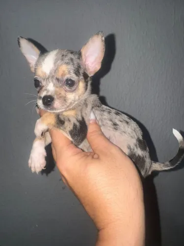 Chihuahua macho merle 12x no cartão 