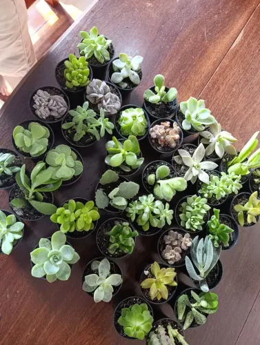 Suculentas para presentes, brindes, lembranças 