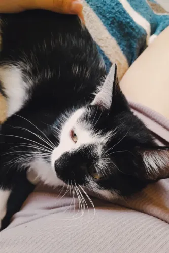 doação gatinha