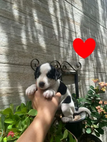 Fox paulistinha fêmea foto real entrega grátis