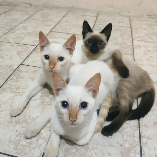 Doação de gatinhos