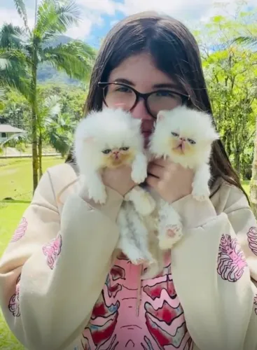 Filhote Gato Persa. Fêmea, cor branco. Com pedigree, microchip.