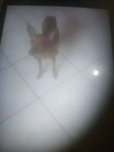 Vendo da raça pinscher valor r$ 300 macho eu falei dois anos *