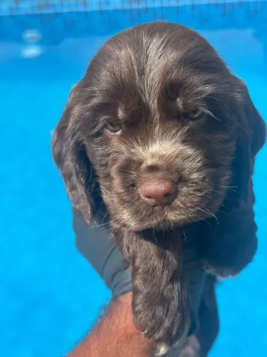 Cocker Spaniel Inglês | Quer um ?