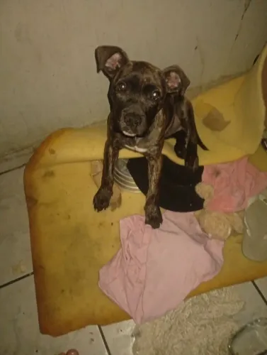 Cachorro