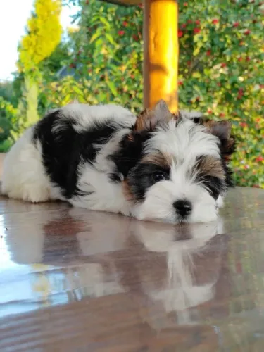 Um lindo filhote de yorkshire Biewer terrier macho micro