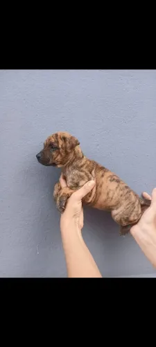 Cão de guarda mestiço de Cane Corso com Sharpei.