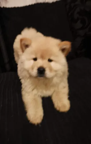 Chow Chow,Chow Chow Filhote Pronto Para Novo Lar