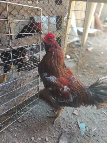 Vendo Galo de raça