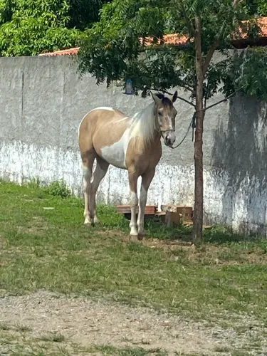 Cavalo mestiço de QM