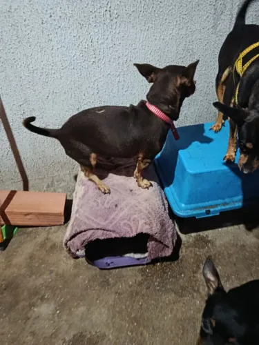 Pinscher machos adultos 