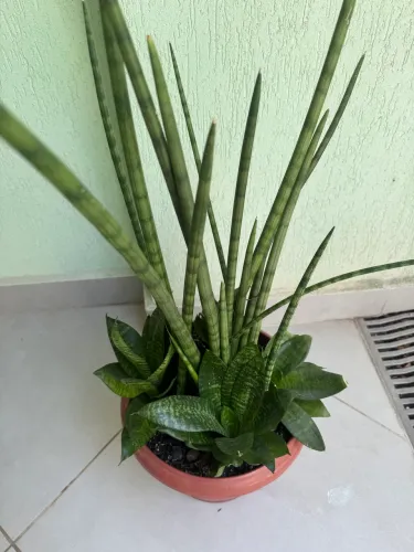 Vaso de planta com Lança de São Jorge e Espadinhas.