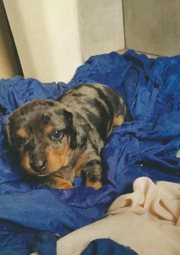 Dachshund/Salsicha Anão Merle Arlequim - Filhote Macho