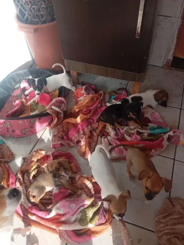 Filhote de pinscher