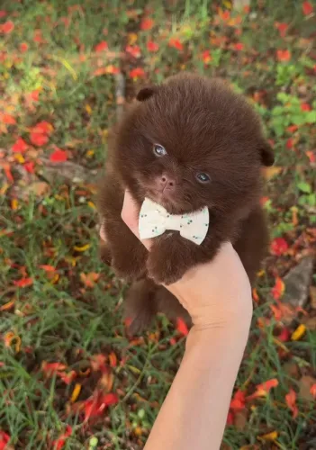 Filhote Lulu Da Pomerânia Ursinho Anão Puro E Com Pedigree