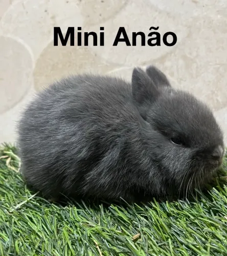 Mini coelhos