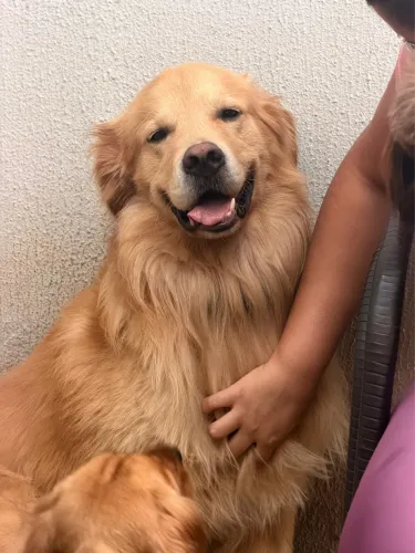 VENDO FILHOTE GOLDEN RETRIEVER