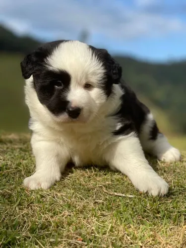 BORDER collie para Bahia