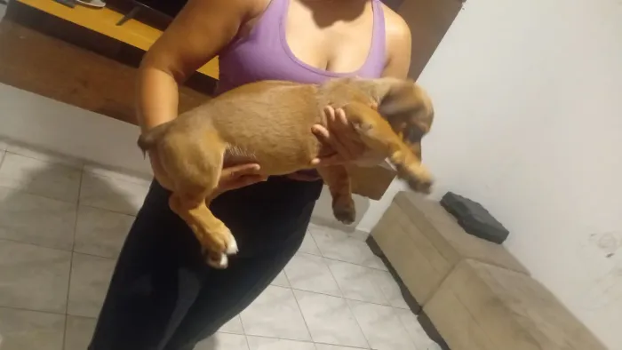 Cachorro - macho filhote