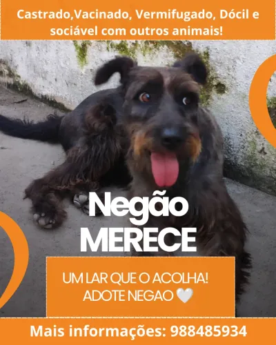 Adoção responsável