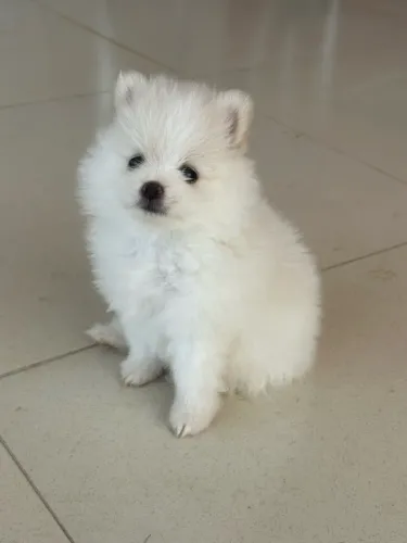 Spitz Alemão (Lulu da Pomerânia) - Machos e Fêmeas