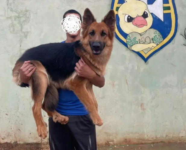 PASTOR ALEMÃO PELO LONGO