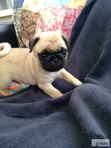 Pug // sempre está em busca de mil aventuras 