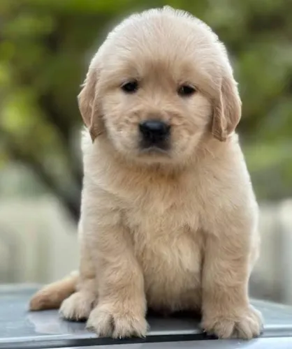 Golden Retriever Filhotes Verdadeiros Presentes.