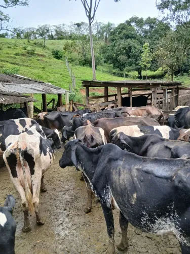 Vacas leiteiras