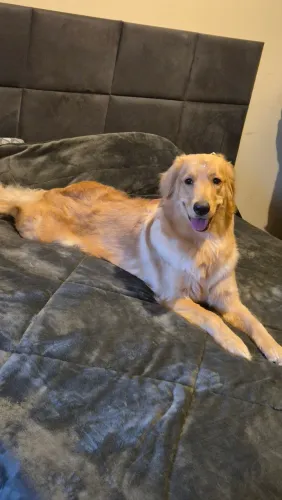 DOAÇÃO - GOLDEN RETRIEVER FEMEA, VACINADA, 1 ANO DE IDADE.