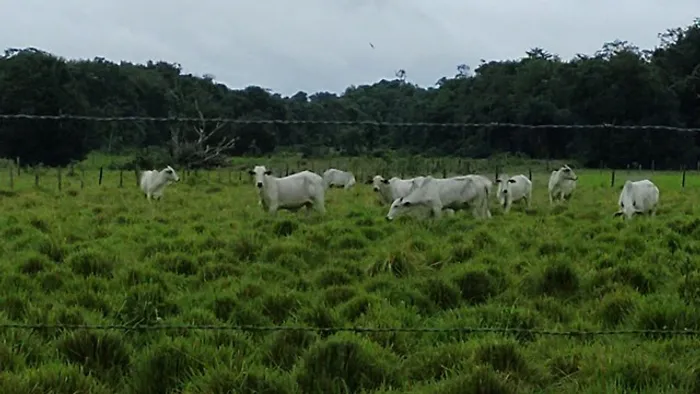 50 Hectares pronta no Pará R$ 1.1 Milhão de reais fazendinha top