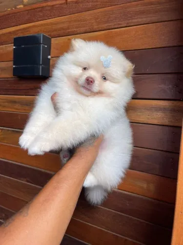 Lulu da pomerania anão
