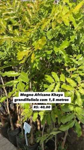 Muda de Mogno Africano com 1,5 metros 