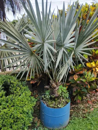Palmeira Azul
