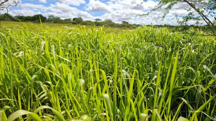 Excelente sítio de 4 t, energia e água encanada todas regiões da Bahia